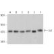 Ini1 Antibody (F-4) - Western Blotting - Image 360163