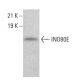INO80E Antibody (B-6) - Western Blotting - Image 383944