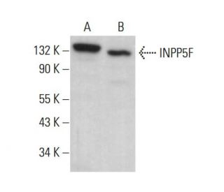 INPP5F Antibody (A-6) - Western Blotting - Image 378214 