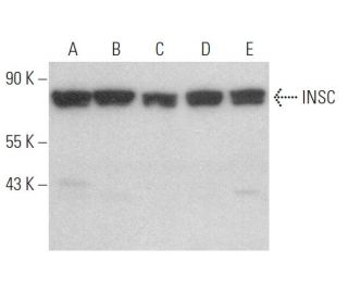 INSC Antibody (G-6) - Western Blotting - Image 367172 