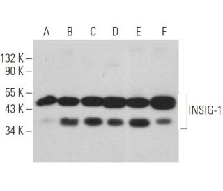 INSIG-1 Antibody (A-9) - Western Blotting - Image 361644 