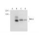 INSL5 Antibody (G-12) - Western Blotting - Image 300497
