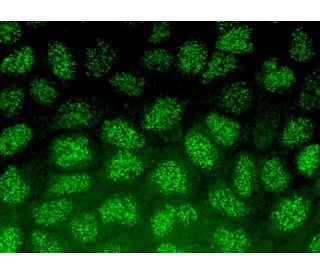 INSM1 Antibody (A-8) - Immunofluorescence - Image 371824 