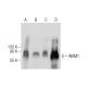 INSM1 Antibody (C-1) - Western Blotting - Image 284492 