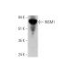 INSM1 Antibody (C-1) - Western Blotting - Image 346558