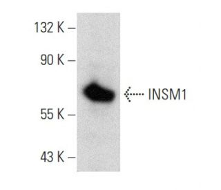 INSM1 Antibody (C-1) - Western Blotting - Image 357329 