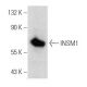 INSM1 Antibody (C-1) - Western Blotting - Image 357329 