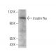 INSR/Insulin Receptor α Antibody (83-12) - Western Blotting - Image 379083