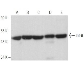 Int-6 Antibody (A-11) - Western Blotting - Image 379314 