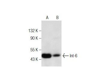 Int-6 Antibody (D-8) - Western Blotting - Image 160479 