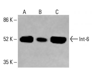 Int-6 Antibody (G-7) - Western Blotting - Image 414841 