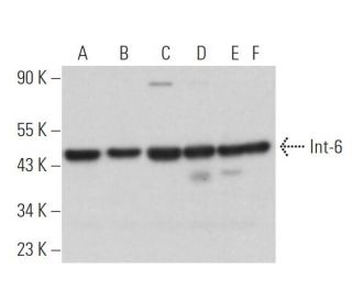 Int-6 Antibody (H-5) - Western Blotting - Image 366788 