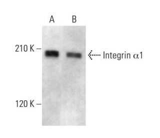 Integrin α1/ITGA1/CD49a Antibody (HM alpha 1) - Western Blotting - Image 380674