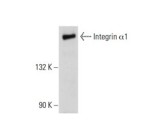 Integrin α1/ITGA1/CD49a Antibody (A-9) - Western Blotting - Image 129440