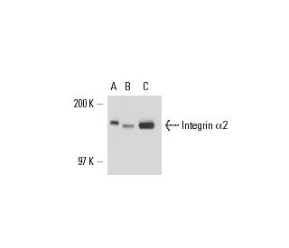 Integrin α2/ITGA2/CD49b Antibody (C-9) - Western Blotting - Image 17024