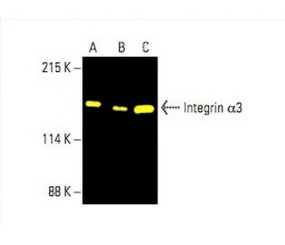 Integrin α3/ITGA3/CD49c Antibody (A-3) - Western Blotting - Image 392412