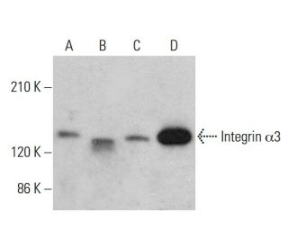 Integrin α3/ITGA3/CD49c Antibody (A-3) - Western Blotting - Image 378735
