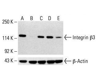 Integrin β3/ITGB3/CD61 Antibody (B-7) - Western Blotting - Image 412533