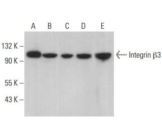 Integrin β3/ITGB3/CD61 Antibody (B-7) - Western Blotting - Image 376959