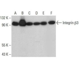 Integrin β3/ITGB3/CD61 Antibody (B-7) - Western Blotting - Image 351993