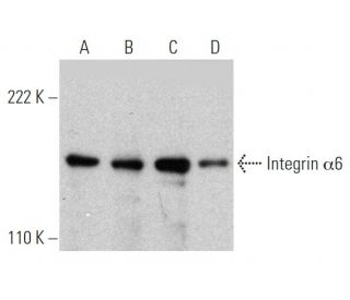 Integrin α6/ITGA6/CD49f Antibody (541A11) - Western Blotting - Image 363290Each CRISPR/Cas9 Knockout (KO) Plasmid product consists of a pool of 3 plasmids designed to ensure identification and cleavage of a specific gene for maximum knockout efficiency. Each plasmid encodes a unique 20 nt sequence derived from the GeCKO (v2) library.