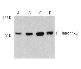 Integrin α7/ITGA7 Antibody (E-2) - Western Blotting - Image 386903Each CRISPR/Cas9 Knockout (KO) Plasmid product consists of a pool of 3 plasmids designed to ensure identification and cleavage of a specific gene for maximum knockout efficiency. Each plasmid encodes a unique 20 nt sequence derived from the GeCKO (v2) library.