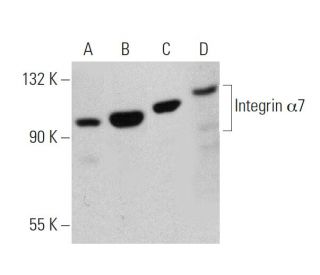 Integrin &alpha;7/ITGA7 Antibody (E-2) - Western Blotting - Image 359562 