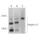 Integrin α1/ITGA1/CD49a Antibody (A-9) - Western Blotting - Image 362063 