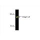 Integrin α1/ITGA1/CD49a Antibody (A-9) - Western Blotting - Image 393665