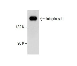 Integrin &alpha;11/ITGA11 Antibody (F-5) - Western Blotting - Image 286041 