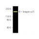 Integrin α11/ITGA11 Antibody (F-5) - Western Blotting - Image 391471