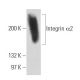 Integrin α2/ITGA2/CD49b Antibody (244G1) - Western Blotting - Image 19446