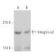 Integrin α2/ITGA2/CD49b Antibody (244G1) - Western Blotting - Image 389117 