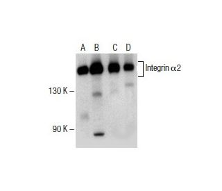 Integrin &alpha;2/ITGA2/CD49b Antibody (C-9) - Western Blotting - Image 154905 