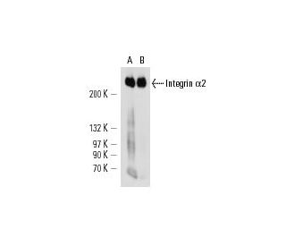 Integrin &alpha;2/ITGA2/CD49b Antibody (HAS-4) - Western Blotting - Image 14568 