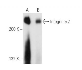 Integrin &alpha;2/ITGA2/CD49b Antibody (P1E6) - Western Blotting - Image 14566