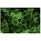 Integrin α2/ITGA2/CD49b Antibody (P4B4) - Immunofluorescence - Image 15899