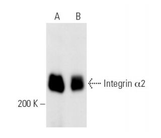 Integrin &alpha;2/ITGA2/CD49b Antibody (P4B4) - Western Blotting - Image 14570 