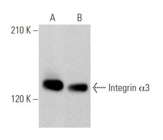 Integrin &alpha;3/ITGA3/CD49c Antibody (A-6) - Western Blotting - Image 372363 