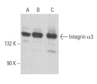 Integrin &alpha;3/ITGA3/CD49c Antibody (E-8) - Western Blotting - Image 355145 