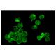 Integrin α4/ITGA4/CD49d Antibody (9F10) - Immunofluorescence - Image 8316