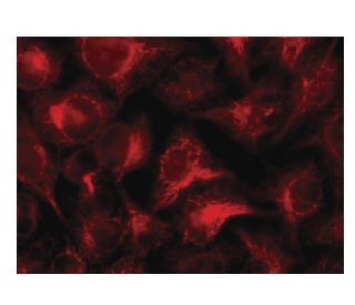 Integrin &alpha;4/ITGA4/CD49d Antibody (9F10) - Immunofluorescence - Image 137293 
