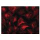 Integrin α4/ITGA4/CD49d Antibody (9F10) - Immunofluorescence - Image 137293 