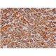 Integrin α4/ITGA4/CD49d Antibody (A-7) - Immunohistochemistry - Image 286362 