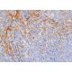 Integrin α4/ITGA4/CD49d Antibody (A-7) - Immunohistochemistry - Image 388090
