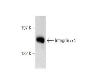 Integrin &alpha;4/ITGA4/CD49d Antibody (A-7) - Western Blotting - Image 138496 