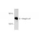 Integrin α4/ITGA4/CD49d Antibody (A-7) - Western Blotting - Image 138496 