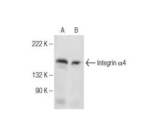 Integrin &alpha;4/ITGA4/CD49d Antibody (B-2) - Western Blotting - Image 155295