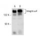 Integrin α4/ITGA4/CD49d Antibody (C-2) - Western Blotting - Image 142598