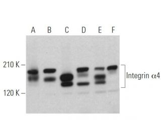 Integrin &alpha;4/ITGA4/CD49d Antibody (C-2) - Western Blotting - Image 374852 